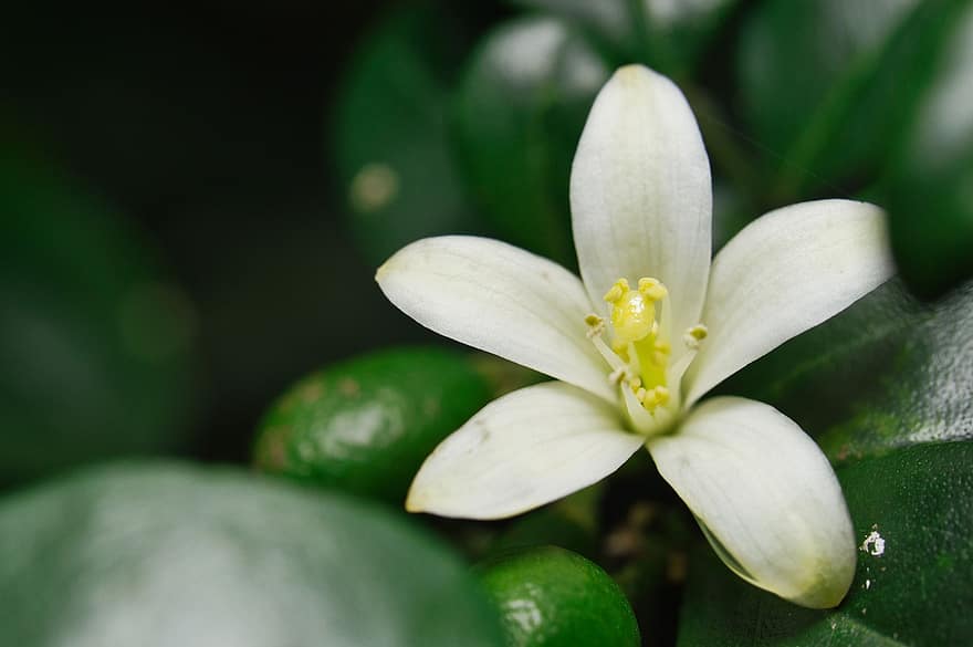 White Flower, Flower, Nectar, Bloom, Blossom, Flora, Leaves, Floriculture, Horticulture, White Petals, Plant