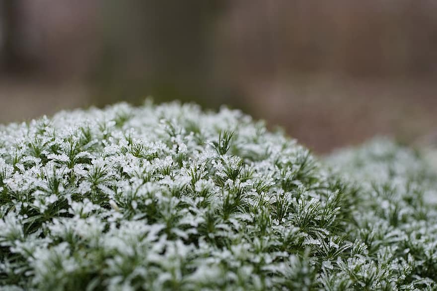 mose, frost, anlegg, Polytrichum, Hårhette Moss, vinter, is, snø, natur, nærbilde, grønn farge