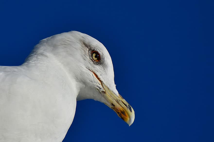 Gull, Bird, Portrait, Profile, Head, Close Up, Seagull, Beak, Feathers, Seabird, Water Bird