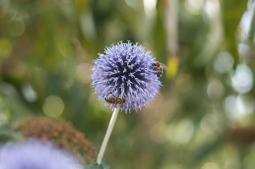 пчела, насекомо, цвете, природа, медна пчела, цветен прашец, цвят, разцвет, градина
