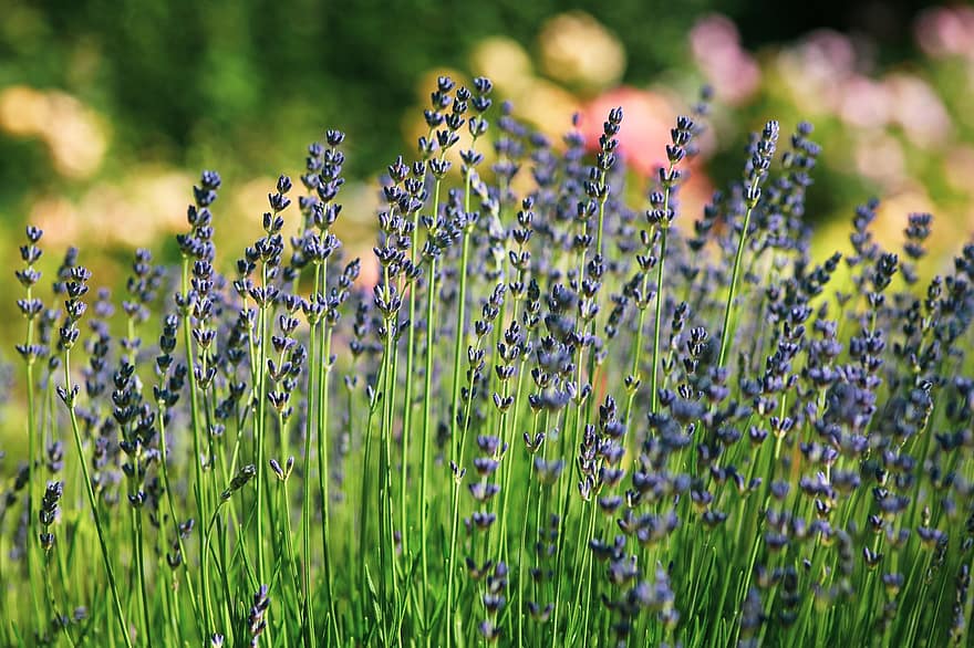 lavendel, geur, kruiden, paars, natuur, zomer, lavendel bloemen, geurende plant, medicinale plant