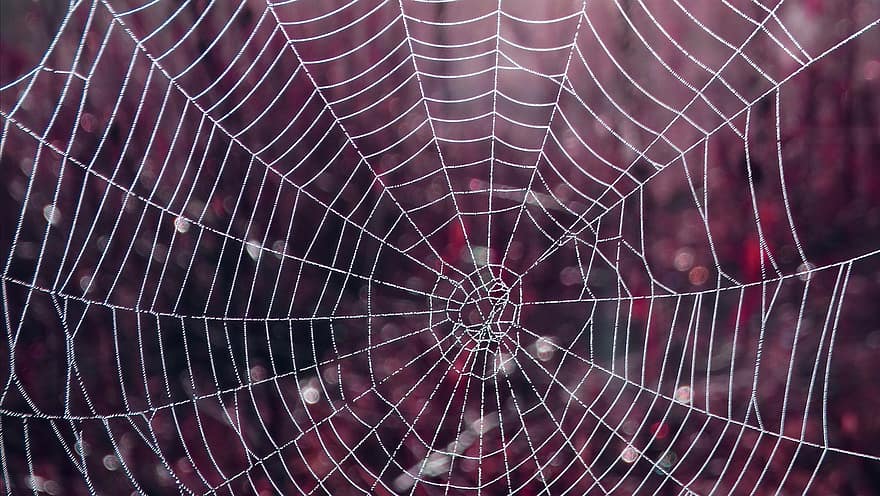 jaring laba-laba, Latar Belakang, web, sarang laba-laba, laba-laba, embun, merapatkan, penurunan, latar belakang, basah, abstrak