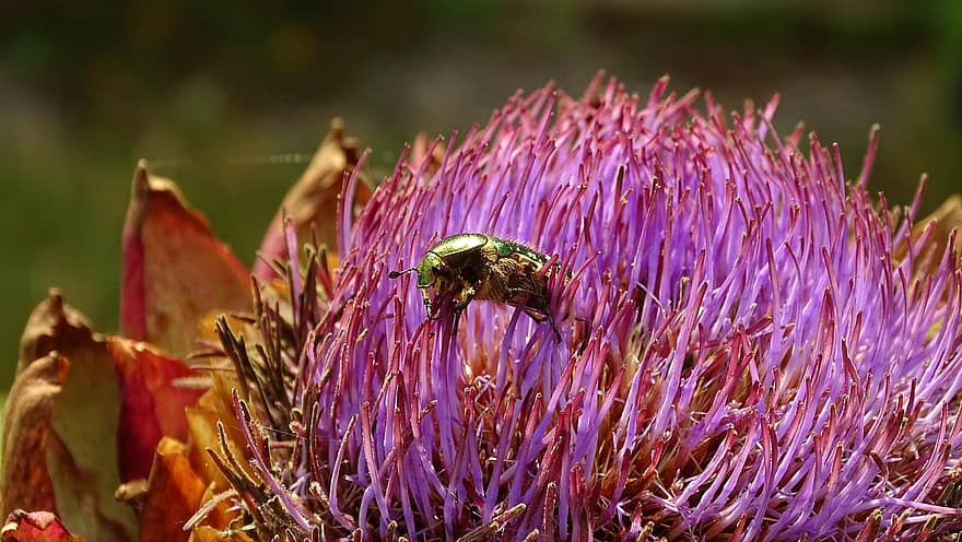 Rose Chafer Beetle, Beetle, Flower, Artichoke, Insect, Plant, Nature