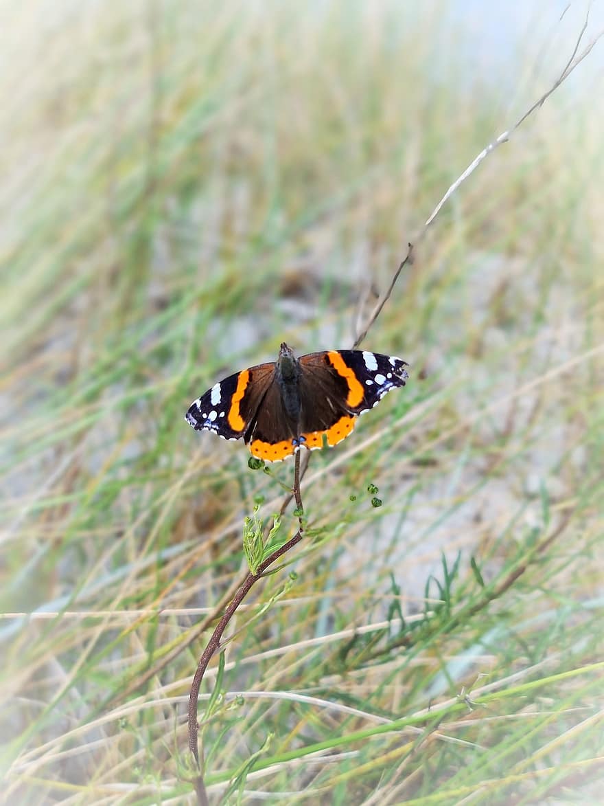 Red Admiral Butterfly, Butterfly, Insect, Wings, Grass, Meadow, Nature, Summer