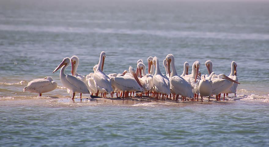 pelican putih, laut, burung-burung, air, kelompok, matahari, taman nasional everglades, paruh, binatang di alam liar, bulu, angsa