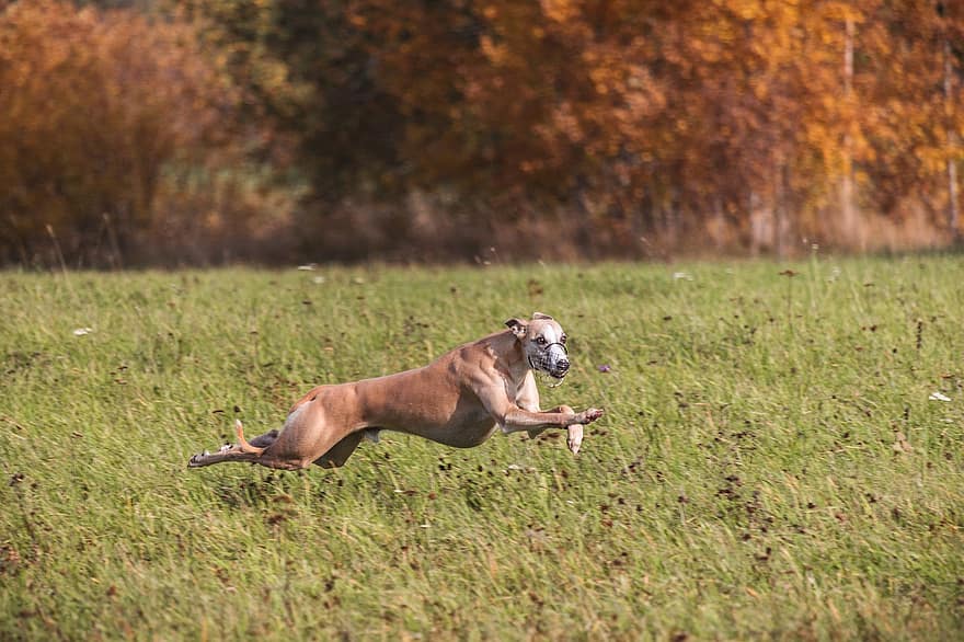 Whippet, Dog, Running, Field, Outdoors, Active, Animal, Canines, Agility, Athletic, Canine