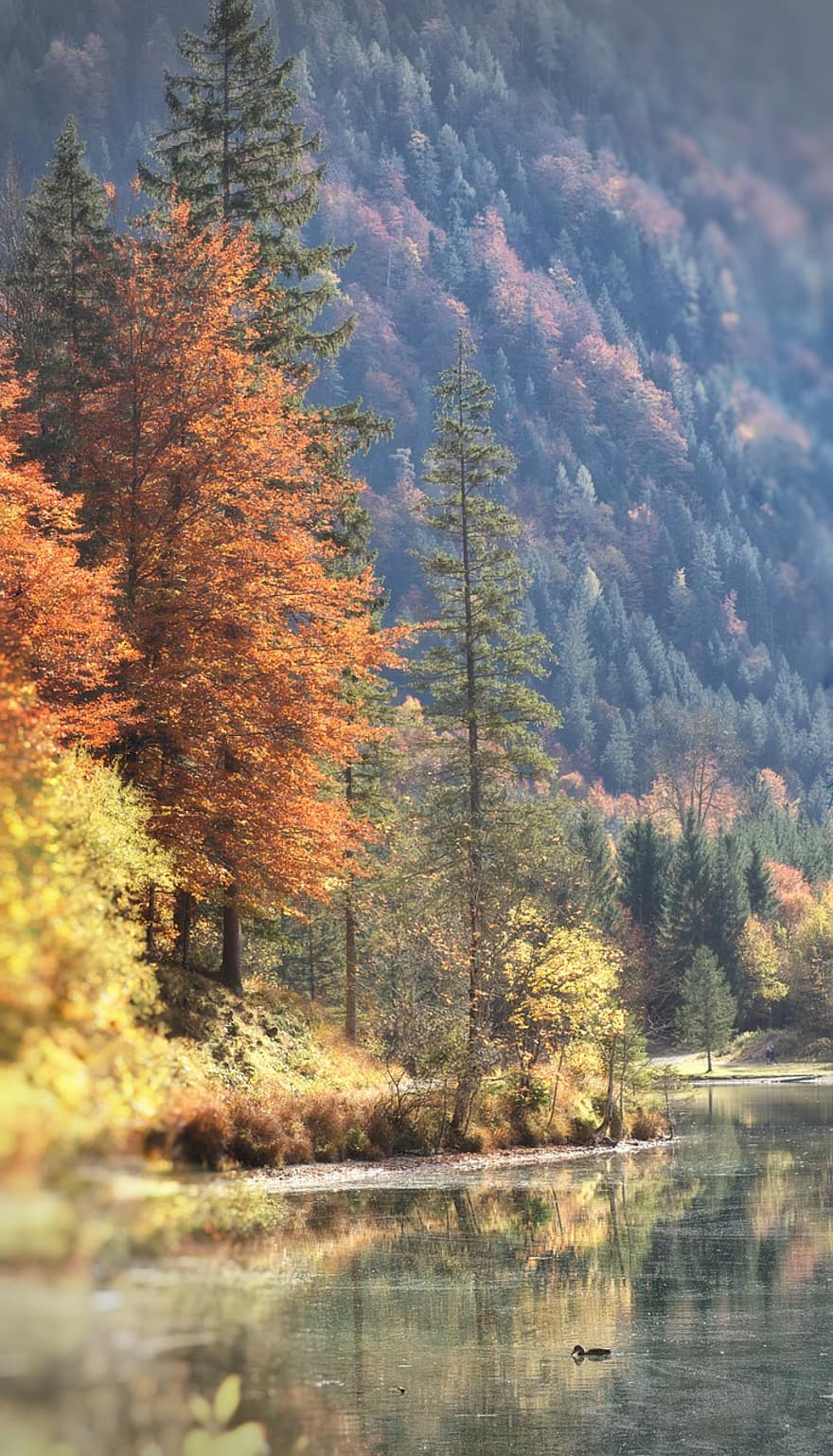 езеро, природа, падане, есен, гора, дървета, планина, река, вода, размисъл, есенни цветове