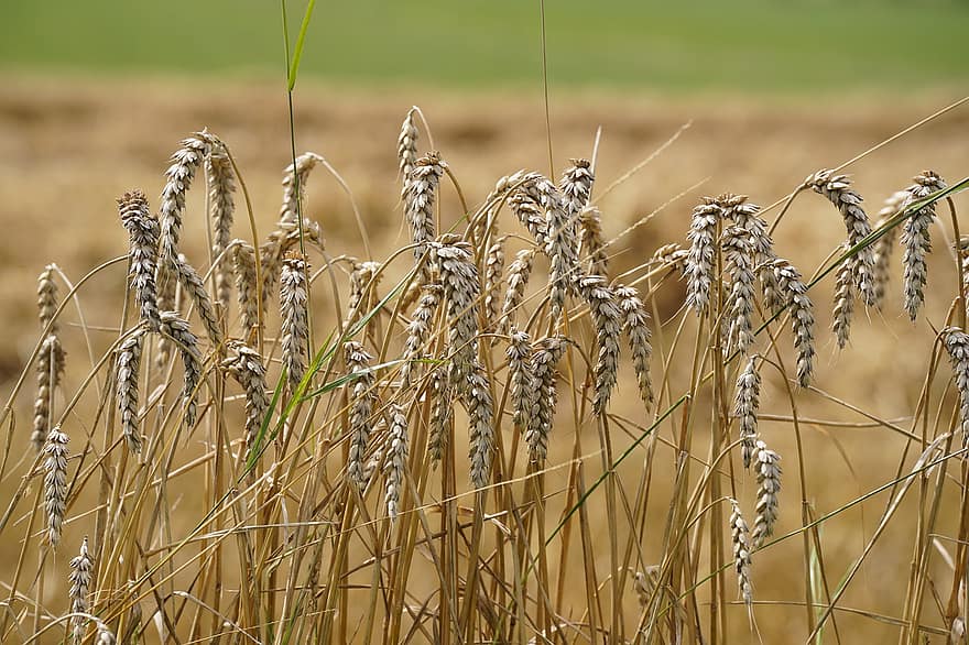 пшеница, поле, сельское хозяйство, ферма, урожай, питание, рост, сельская сцена, летом, завод, крупный план