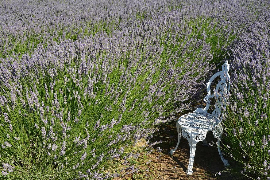 lavender, bunga-bunga, bidang lavender, kursi, bunga ungu, berkembang, mekar, flora, alam