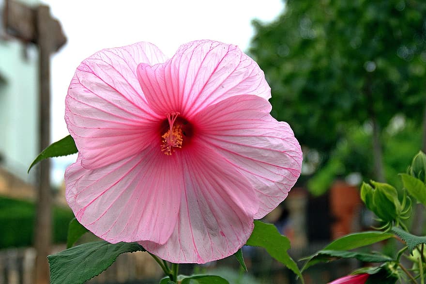 hibiscus, flor, hibiscos de color rosa, flor rosa, pètals, pètals de color rosa, florir, flora, naturalesa