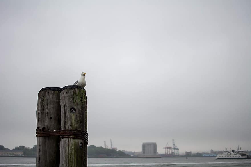 чайка, птица, пост, кацнал, порт, пристанище, река Хъдсън, Ню Йорк