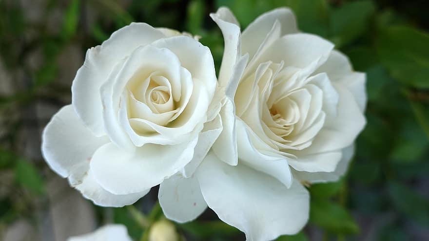 троянди, білі квіти, білі троянди, сад, цвітіння, флора