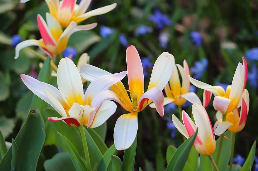 tulipány, květiny, rostlina, okvětní lístky, jarní květiny, řezané květiny, květ, jaro, přírodní, flóra, zahrada