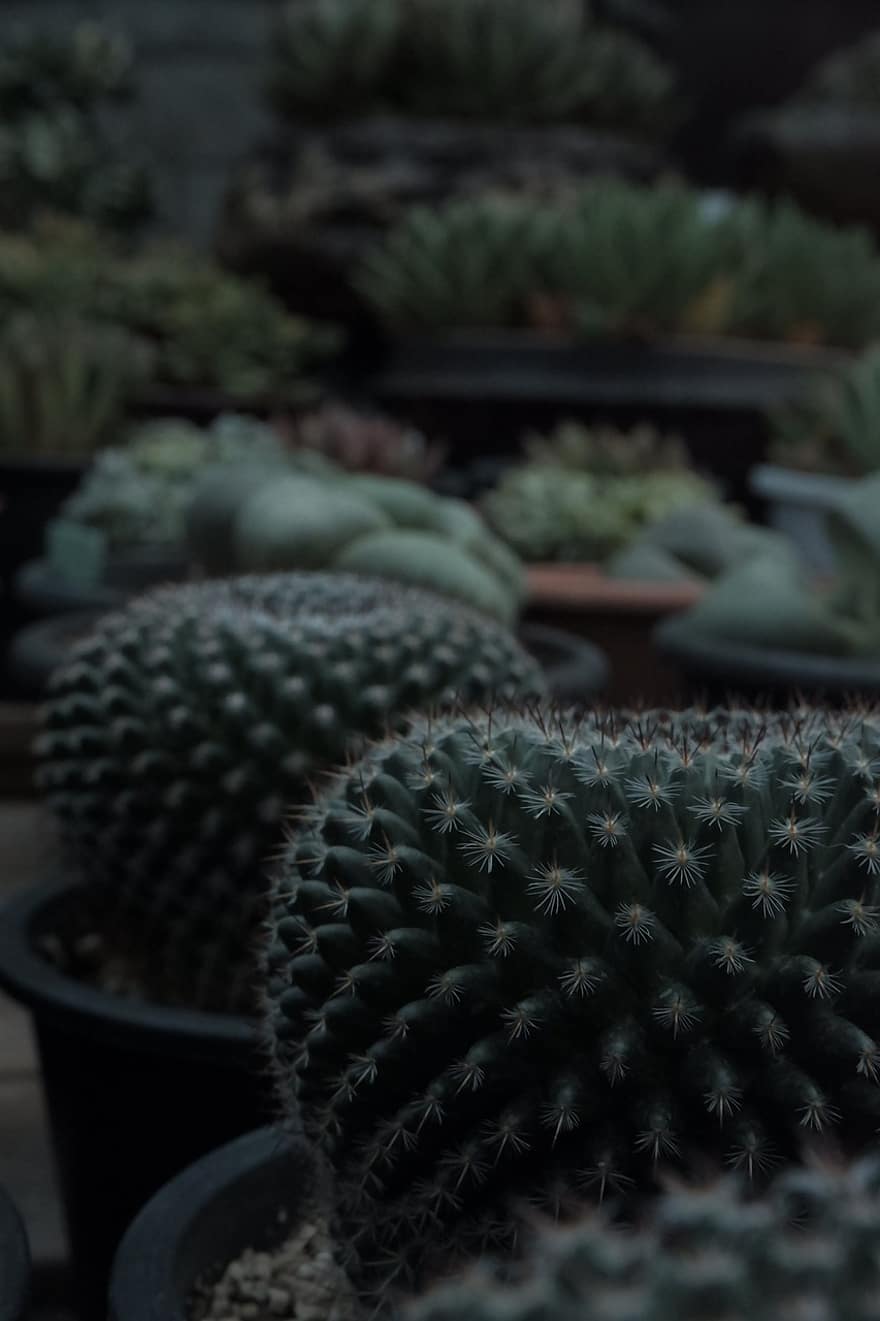 cactus, spine, pianta, vasi di fiori, succulento, spinoso, natura