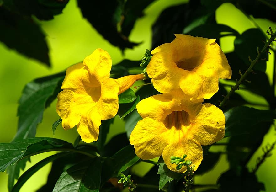 Tecoma Stan, природа, цветок