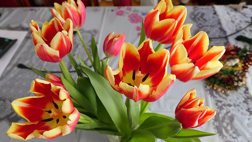 tulipány, květiny, kytice, květ, jaro, rostlina