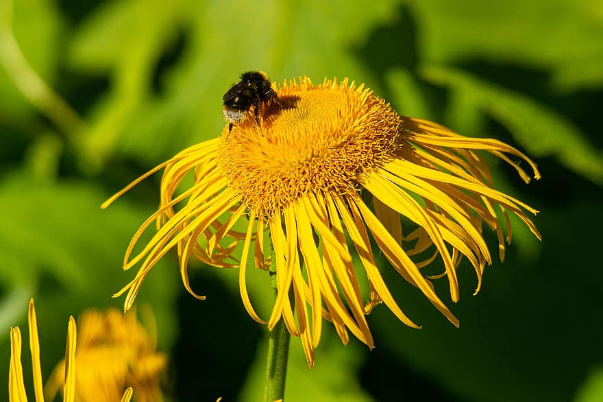 квітка, пелюстки, бджола, комаха, крила, помилка, inula helenium, елекампан, меду, природи, цвітіння