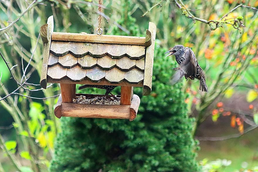 Bird, Bird House, Garden, Migratory Bird, Nature