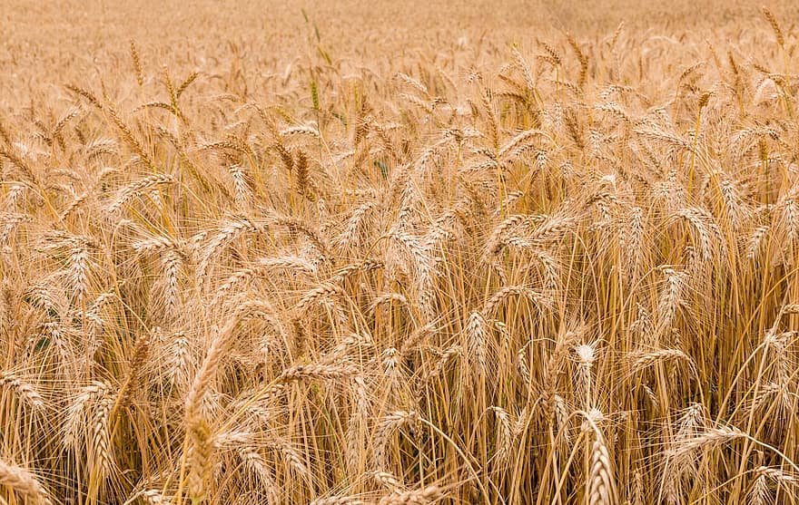 lúa mì, cánh đồng, nông trại, lúa mạch, cây trồng, ngũ cốc, món ăn, cây, đất trồng trọt, nông nghiệp, nông thôn