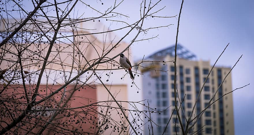 Winter, Bird, branch, tree, beak, architecture, building exterior, feather, animals in the wild, skyscraper, blue