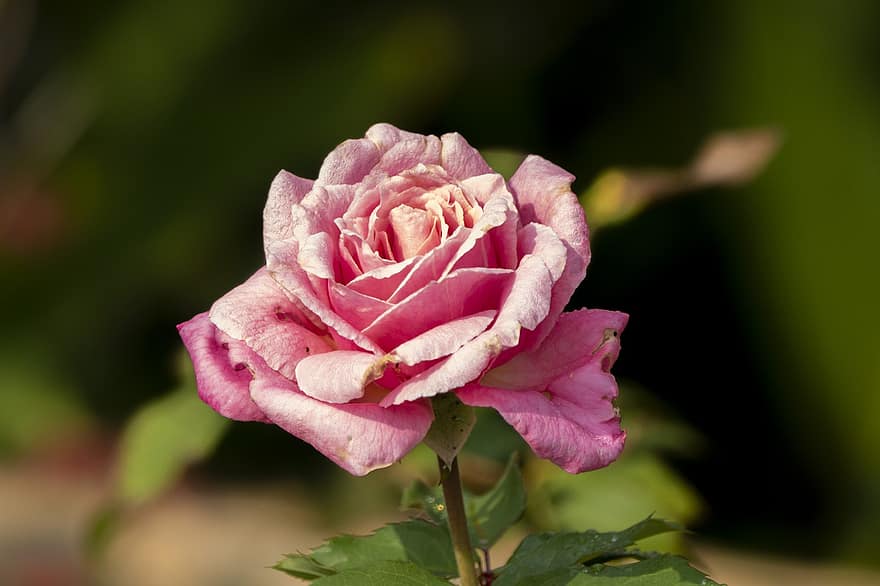 роза, цвете, изсушаване, розова роза, розови листенца, разцвет, флора, природа, цвят, цветарски, градинарство