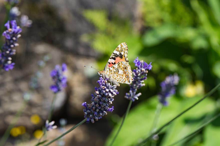 бабочка, Ванесса Кардуй, лаванда, сад, природа, опыление