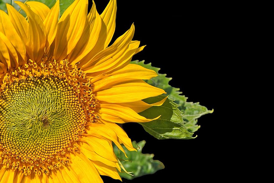 bunga matahari, bunga, berkembang, kelopak