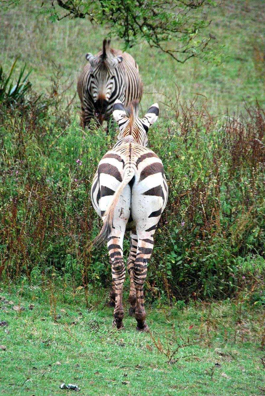 животное, зебра, млекопитающее
