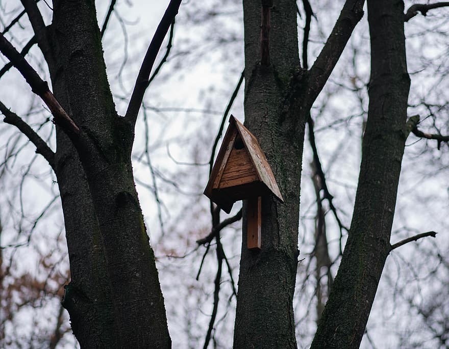 birdhouse, medžiai, paukščių, pobūdį, ruduo, dangus