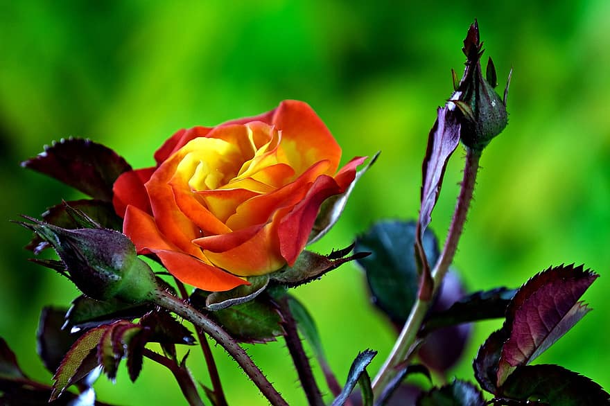 rose orange, fleur, Rose, jardin, flore, feuille, fermer, plante, pétale, été, couleur verte