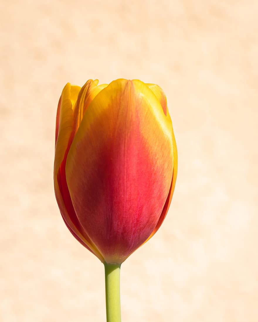 flor, tulipa, Primavera, sazonal, Flor, pétalas, macro, florescendo, botânico, cabeça de flor, pétala