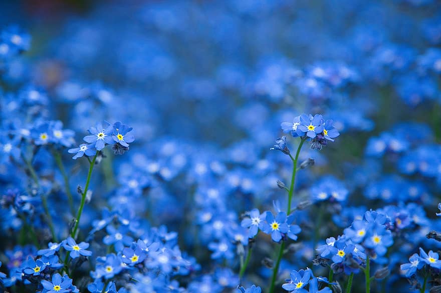 Forget Me Not, Flower, Flower Meadow, Blue, Sea Of Flowers, Blossom, Bloom, Spring, Nature, plant, close-up