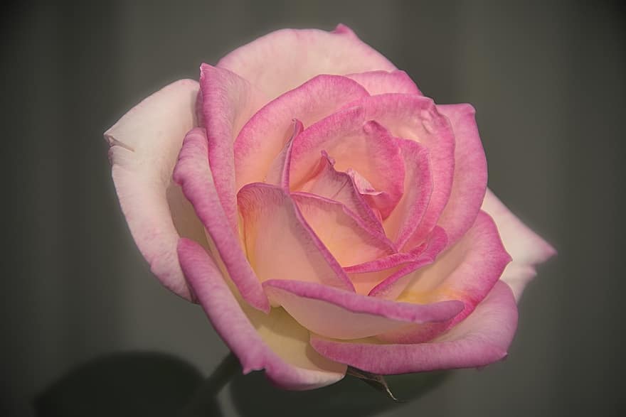Rosa, flor, de cerca, pétalo, planta, hoja, cabeza de flor, color rosa, verano, frescura, botánica