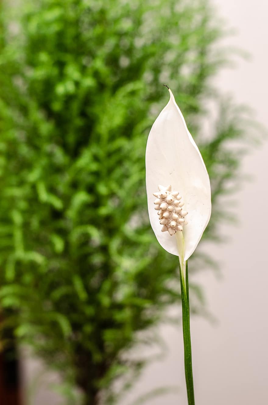 Flower, Calla Lily, White Flower, Petals, White Petals, Bloom, Blossom, Flora, Floriculture, Horticulture, Botany