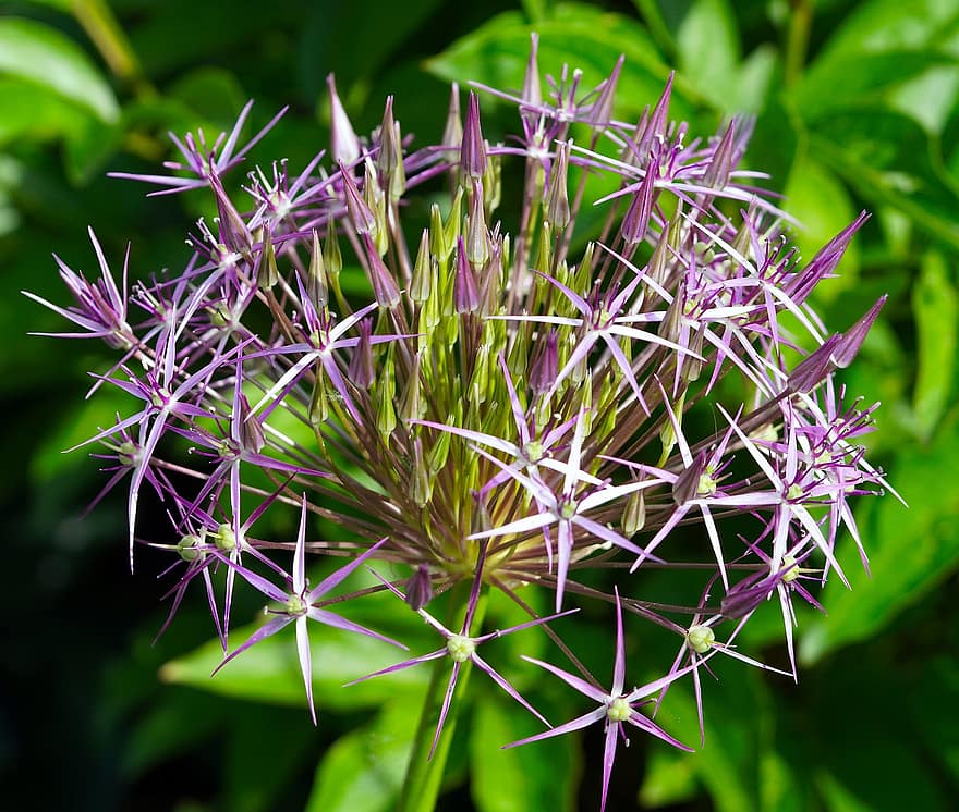 Ornamental Onion, Purple Flower, Allium, Blossom, Bloom, Nature, Flora, close-up, plant, purple, leaf