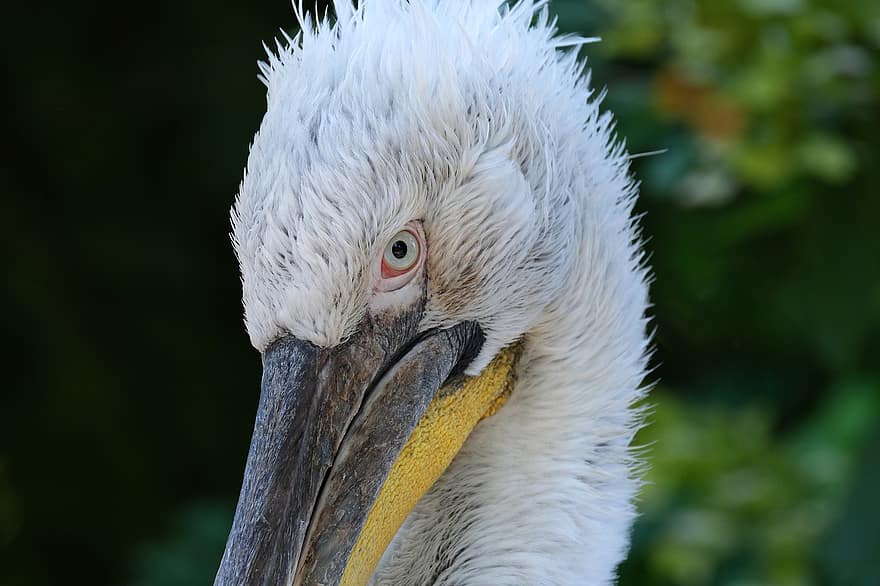 Pelikan, Bird, Eye, Plumage, Animal, Head, Water Bird