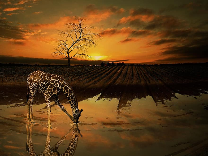girafa, aigua, arbre, posta de sol