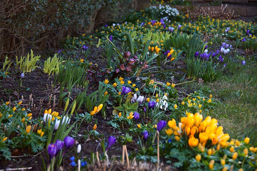 gėlės, pavasario lova, svogūniniai augalai, pavasaris, žydėjimas, Crocus, erantis, sodas, lauke, flora, pavasarį