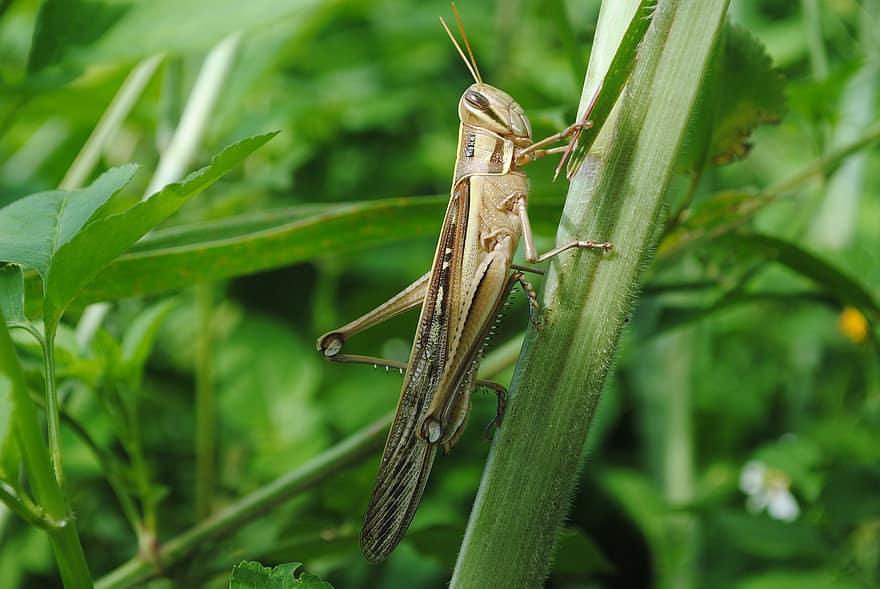 Grasshopper, Insect, Mantodea, Nature, Animal, Entomology, Close Up, Wildlife, Leaf