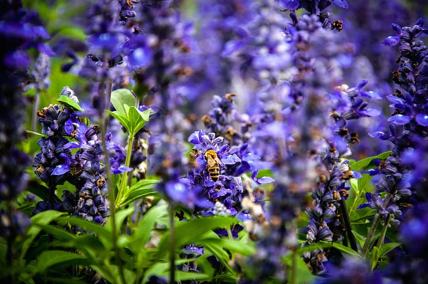 flori, violet flori, violete petale, albină, polenizare, inflorescenţă, natură, grădină, inflori, a inflori, plante