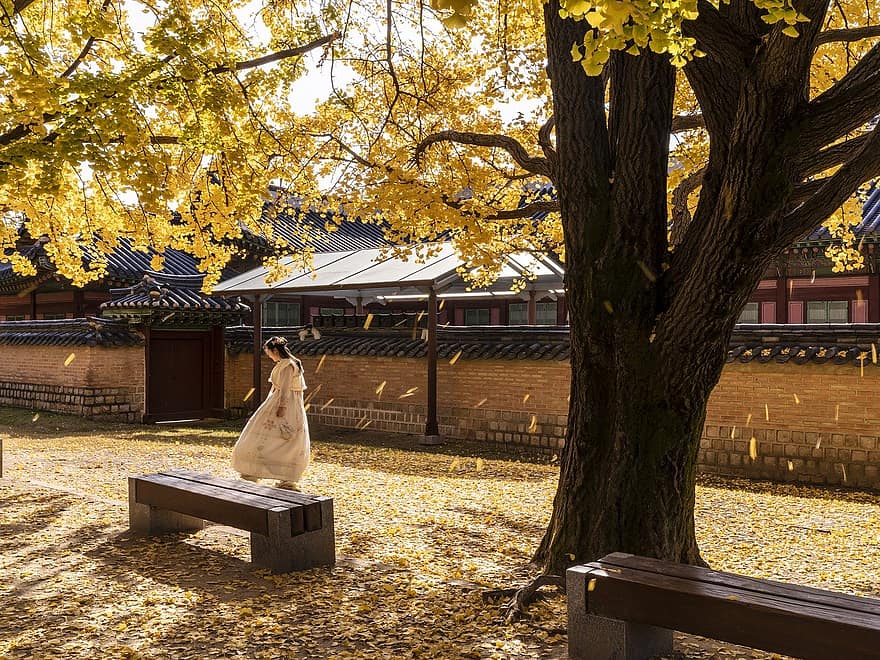 gyeongbok παλάτι, γυναίκα, φθινόπωρο, δέντρο, φύλλα, πάγκοι, πτώση, μοντέλο, κορίτσι, παραδοσιακός, απαγορευμένη πόλη
