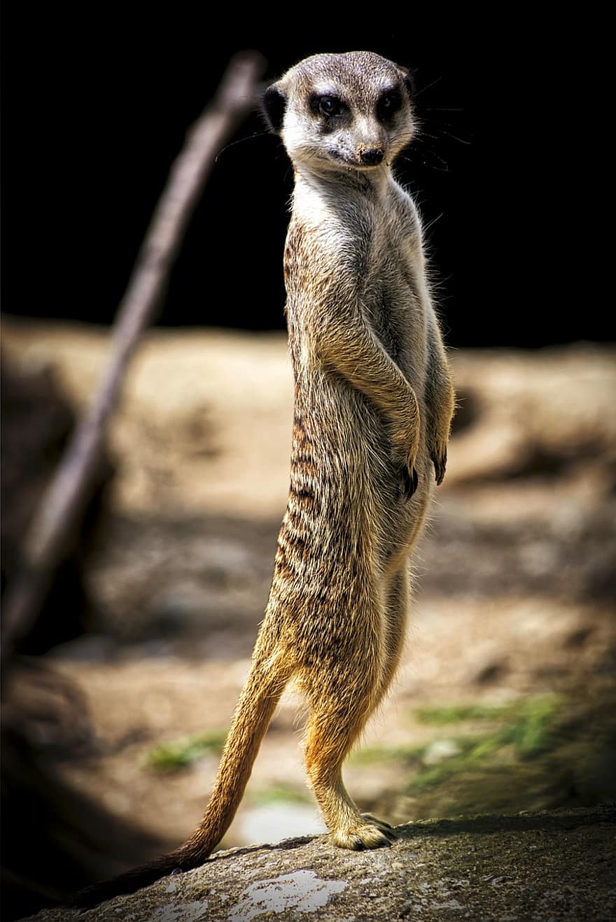 meerkat, suricate, animal, mamífer, zoo, mangosta, animals a la natura, petit, mirant, bonic, vigilància