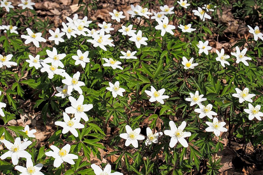 Flowers, Anemone, Bloom, Blossom, Botany, Forest, Wood Anemones, Spring, Nature
