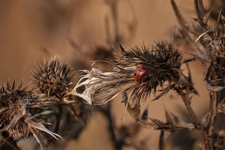 Ladybug, Insect, Dried Flowers, Dry Flowers, Flowers, Ladybird, Beetle, Thistle, Weed, Withered, Plant