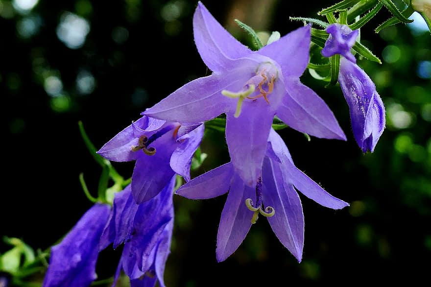 „bluebells“, gėlės, sodas, violetinės gėlės, violetinės žiedlapės, žiedlapių, žiedas, žydi, flora, augalai