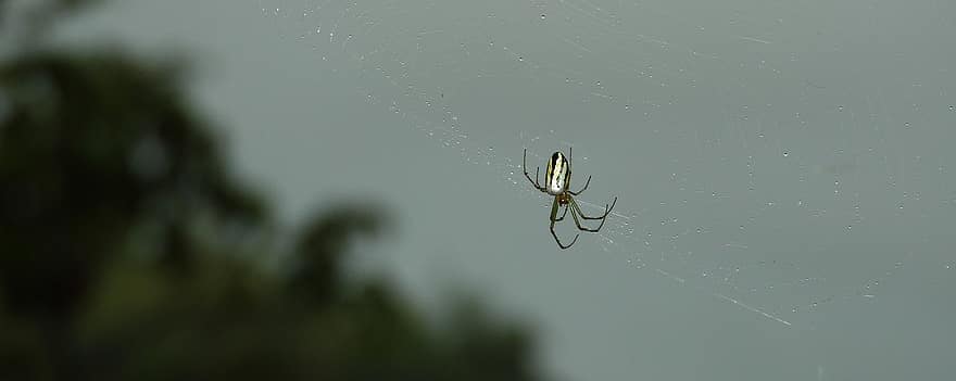 păianjen, arahnide, panza de paianjen, pânză de păianjen, web, sferă, ţesător, insectă, gândac, Arachnophobia, natură