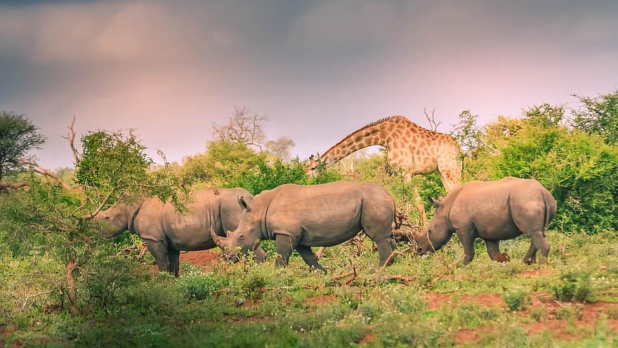 rinoceronte, giraffa, animali, rinoceronti, natura, mammiferi, safari, Kruger National Park, Africa, animali allo stato selvatico, erba