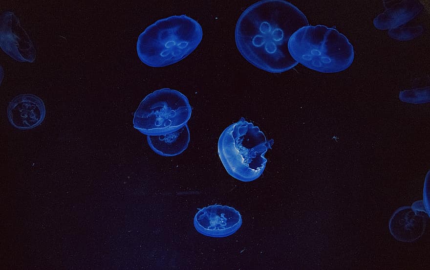 meduses, fons de pantalla, peix de gelea, aquari, fosc, sota l'aigua, marí, mar, animal, blau, criatura
