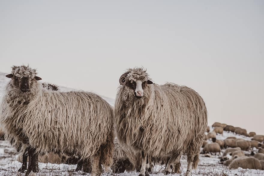 pecora, mandria, la neve, animali, inverno, lana, pascolo, campo, freddo, agnelli, bestiame