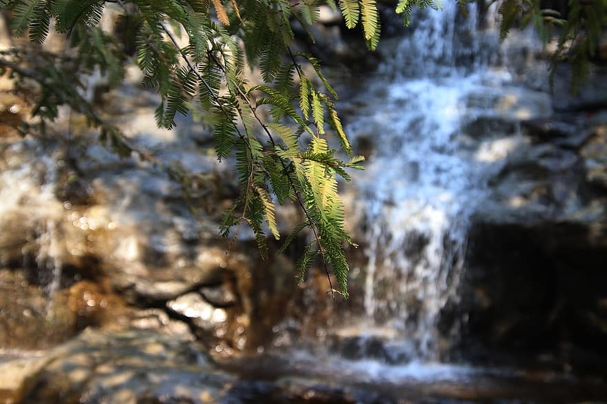 vattenfall, gryning redwood, skog, berg, falls, flora, träd, blad, grön färg, friskhet, närbild